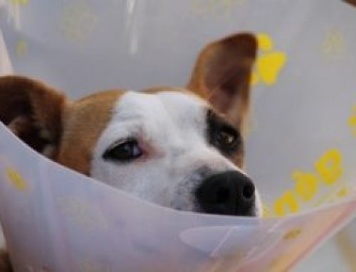 Responsible Pet Ownership Means Having a Veterinarian