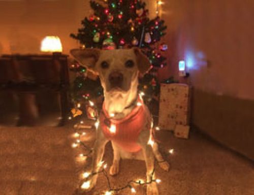 Who’s a Good Boy: Gifts for Your Dog This Christmas